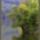 Harmonia_szepseg_a_termeszetben_11-001_445422_24603_t