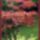 Harmonia_szepseg_a_termeszetben_32_445443_19671_t