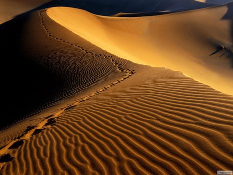 Lábnyomok a dűnén a Namíb-sivatagban
