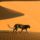 Leopard_sossusvlei_park_namibia_afrika_445573_14085_t