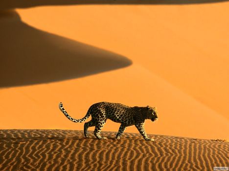 Leopárd, Sossusvlei Park, Namíbia, Afrika