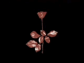 Violator rózsa