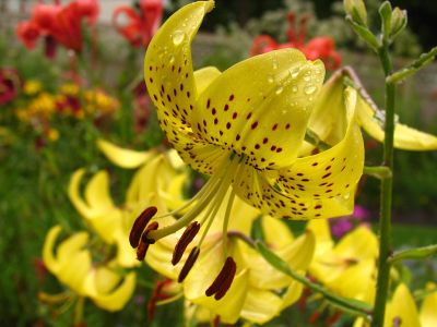 3952.jpg liliom