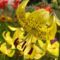 3952.jpg liliom
