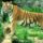 Panthera_tigris_tigris_447594_67163_t