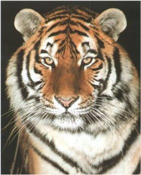 tigris1
