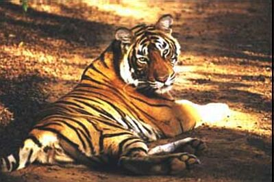 tigris_bengali02