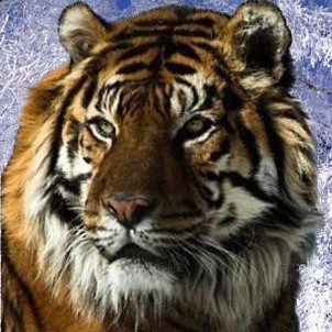 tigris_havas_kiv