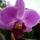 Viragok_11-001_447827_69548_t