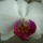 Viragok_14_447796_13079_t