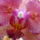 Viragok_16_447798_65540_t