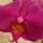 Viragok_1_447783_96687_t