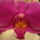 Viragok_2_447784_13723_t