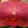 Viragok_3_447785_84896_t