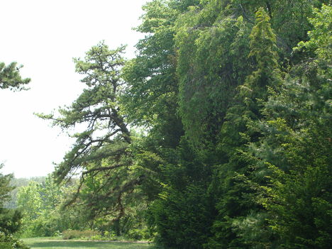 Arborétum 2