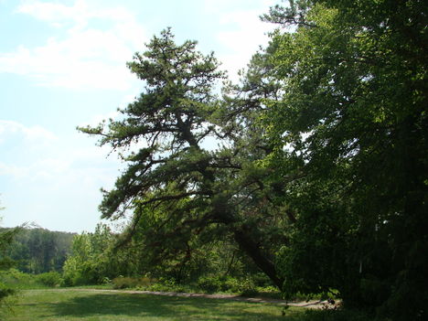 Arborétum 4