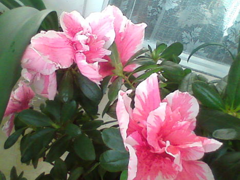 Azalea