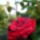 Cseppekkel_081_448402_21046_t
