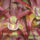Aus4_449230_53193_t