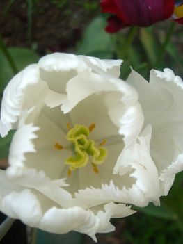 fehér tulipán  közelről