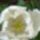 Feher_tulipan__kozelrol_449871_38242_t