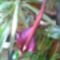 Gumifa virága