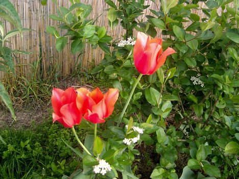 még több tulipán