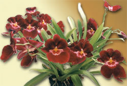 miltonia