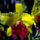 Virag-003_449225_98390_t