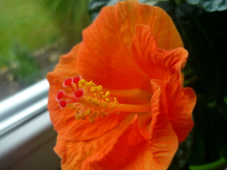 a virágzás...hibiszkusz