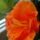 A_viragzashibiszkusz_404762_35756_t