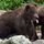 Bocsik_44906_704743_t