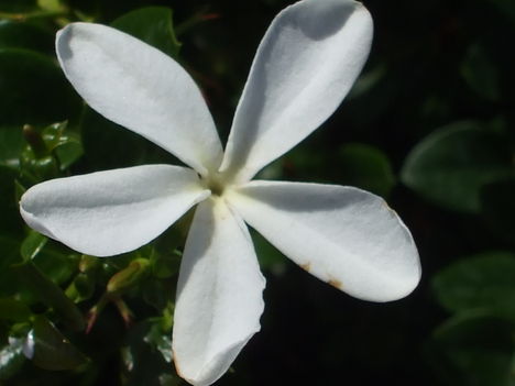 Carissa Grandiflora