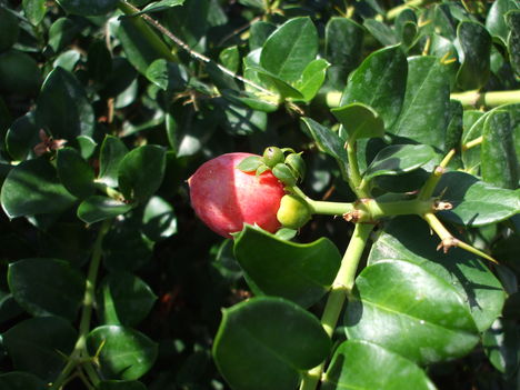 Carissa Grandiflora gyümölcse