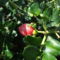 Carissa Grandiflora gyümölcse