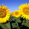 Filed of sunflowers