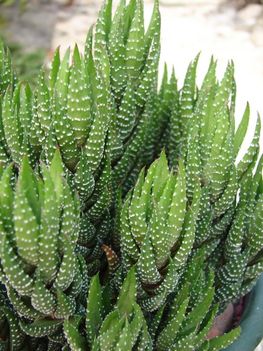 Haworthia