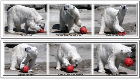 Játékos jegesmedve
