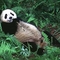Jóllakott panda