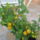 Kepek20091008_087_404013_61387_t
