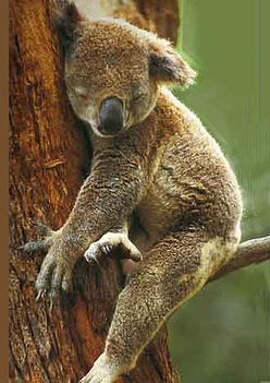 Koala