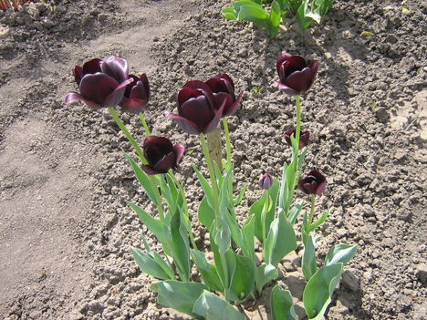 majdnem fekete tulipán