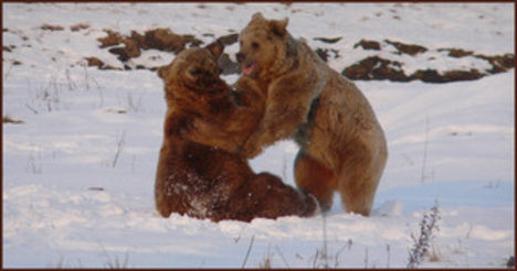 Medvék játéka