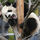 Panda-001_44687_133529_t