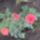 Piros_minirozsa_440629_95159_t