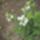 Puskin_virag_440638_96672_t