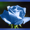 Rose_blue