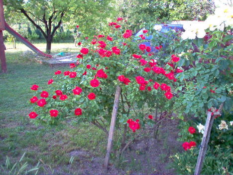 rózsa, kertem 1