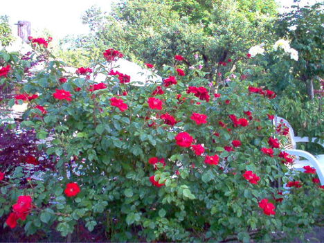 rózsa, kertem 2