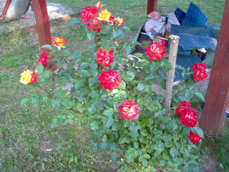 rózsa, kertem 3